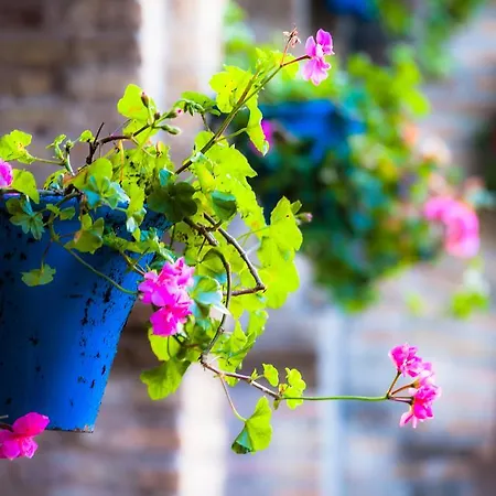 Bed & Breakfast Conmigo Alhaurín de la Torre